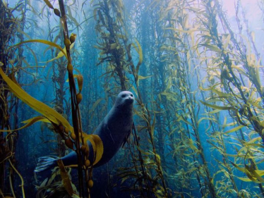 A Seal swimming amongst Kelp Forestry 